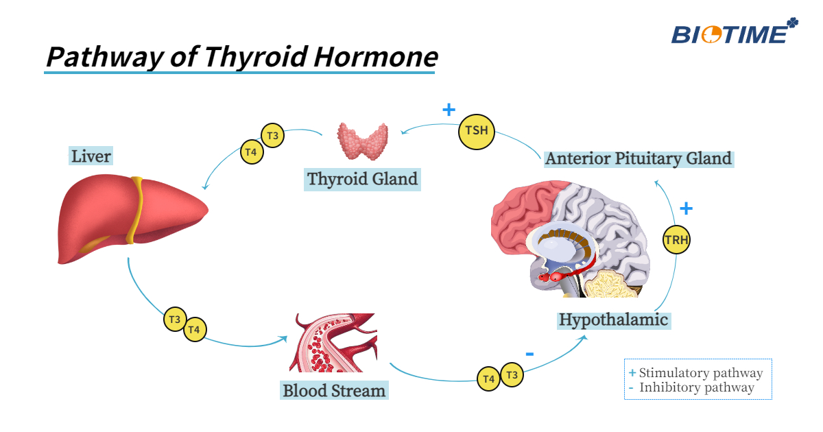 Marqueur d'hormones thyroïdiennes Biotime