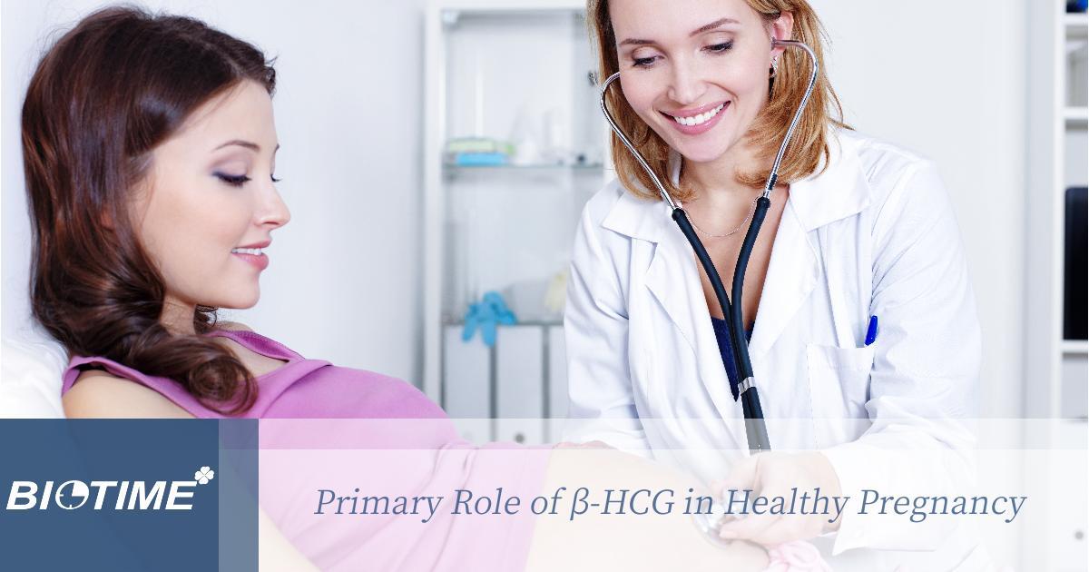 Rôle principal de la β-hCG dans une grossesse en santé
