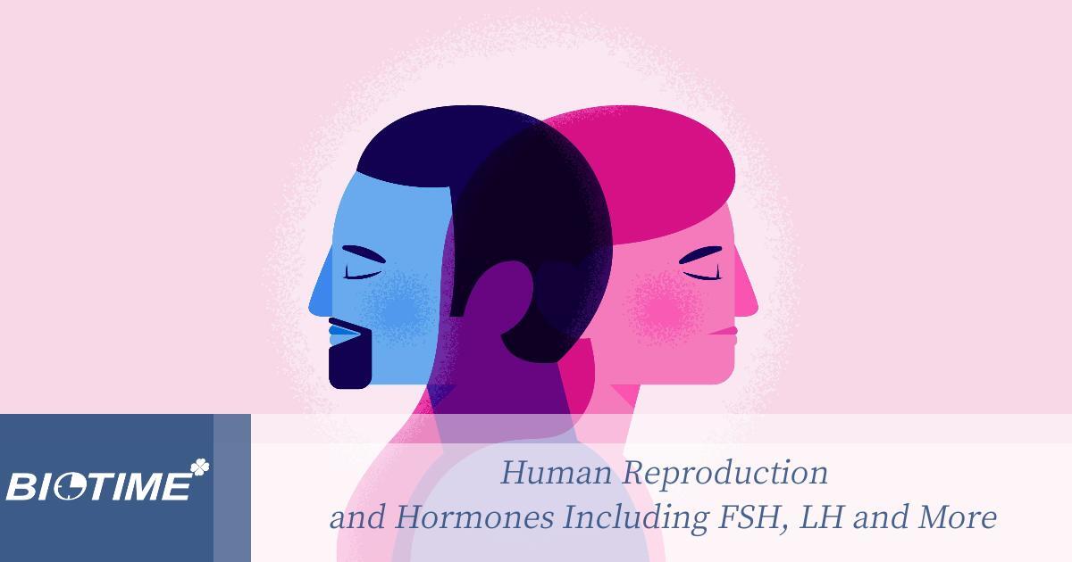 Reproduction humaine et hormones, y compris FSH, LH et plus
